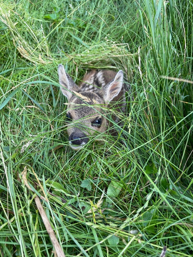 Verstecktes Rehkitz