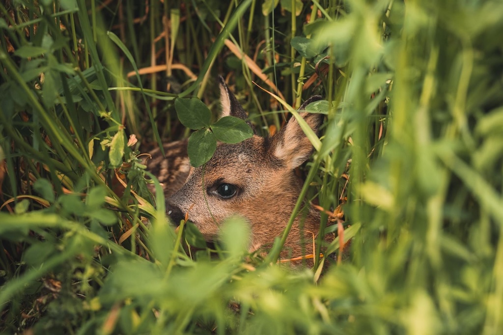Kitz getarnt im Gras